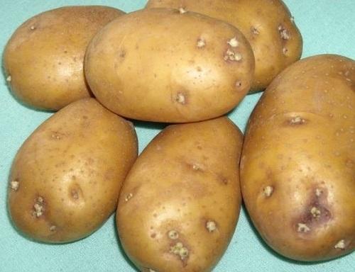 Как отобрать картофель на семена. Секреты семенного картофеля
