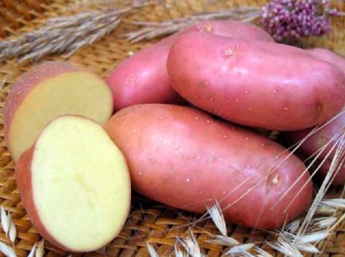 Сколько растет картошка от посева до полного созревания. Понятие о скороспелости картофеля