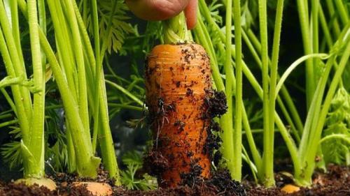 Что посадить после моркови. Азы севооборота от опытных дачников: что можно посадить после моркови на следующий год