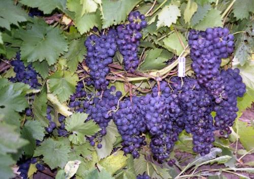 Обрезка винограда первый год. Для чего производится?