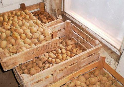 Как правильно отобрать семенной картофель. Как подготовить семенной картофель к посадке?