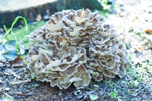 Лечебные свойства гриб баран. Описание и лечебные свойства гриба-барана