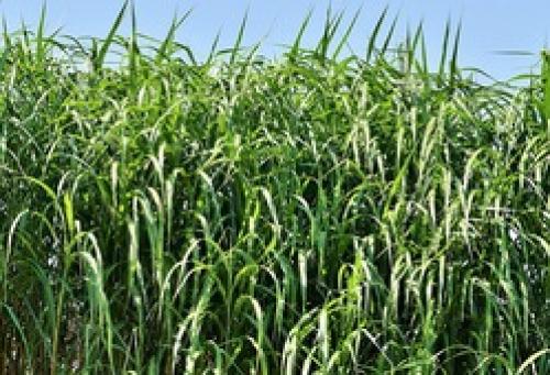 Выращивание сахарного тростника. Сахарный тростник в России