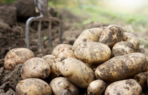 Как отобрать семенной картофель. Как правильно отобрать картошку на семена