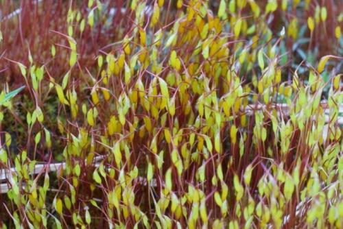 Размножение мох кукушкин лен. Мох кукушкин лён: строение и размножение растения