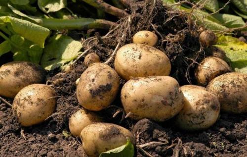 Сколько месяцев растет картошка. Факторы, влияющие на сроки созревания картофеля