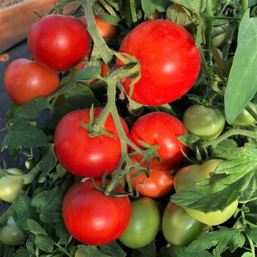 Лучшие семена фирмы партнер. Великолепная пятёрка новых гибридов - томаты на любой вкус
