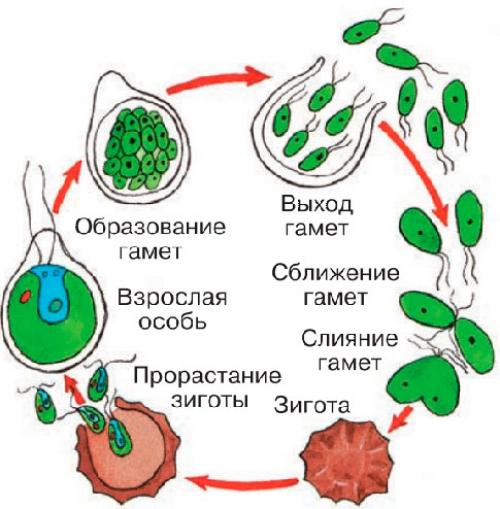 Из каких клеток образуются гаметы улотрикса