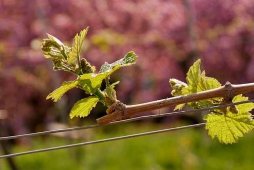 Обрезка старого винограда весной для начинающих в картинках