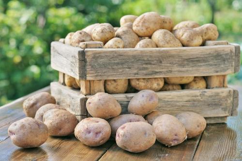 До какого времени растет картошка. Сколько растет картофель: сроки сбора урожая
