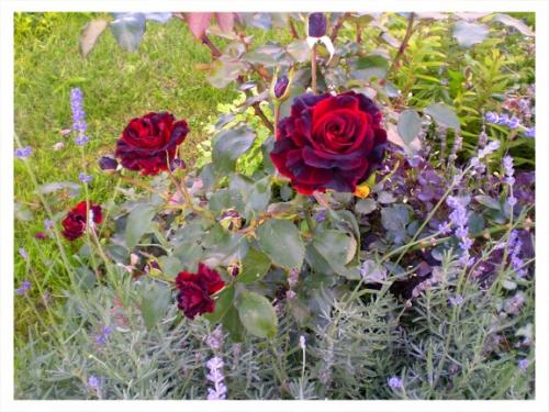 Соседи роз на клумбе. Полезные соседи для роз