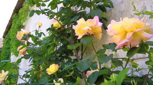 Розы Клайминги. Плетистая роза Клайминг : разновидности сорта и их особенности