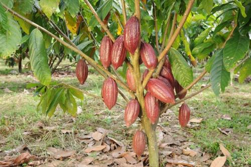 Какао дерево в домашних условиях. Условия для выращивания комнатного, какао