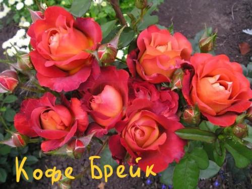 Кофейного цвета розы. Сорта роз: роза Кофе-Брейк
