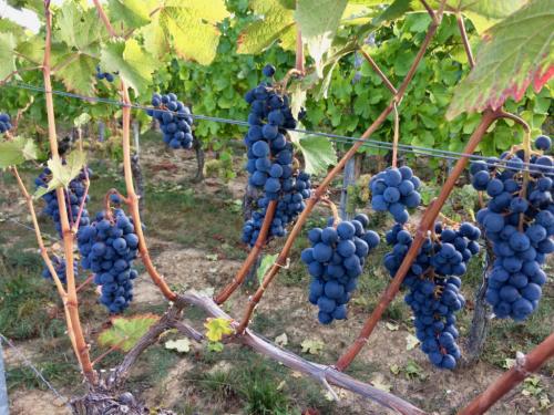 Обрезка однолетнего винограда. Правильная осенняя обрезка однолетних и двухлетних кустов винограда.