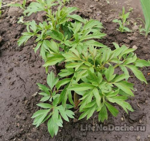 Как можно определить, что пионы не растут Как можно определить, что пионы не растут