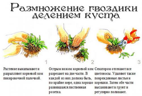 Какие инструменты и материалы необходимы для пересадки многолетних гвоздиков осенью Какие инструменты и материалы необходимы для пересадки многолетних гвоздиков осенью