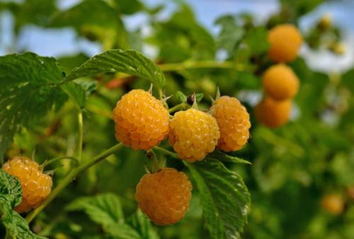 Какие полезные свойства имеет малина