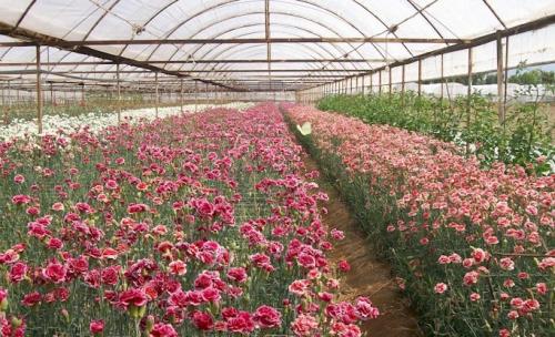 Как правильно высаживать семена гвоздики садовой