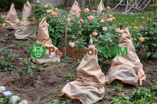 Как можно использовать теплицы для защиты плодового сада от заморозков