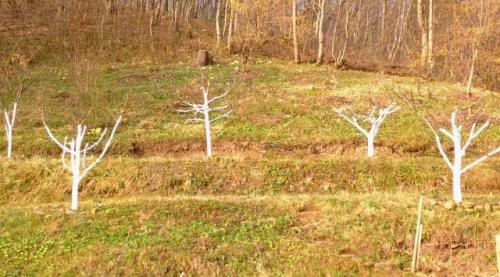Какие заболевания могут поражать карликовые яблони на подвоях