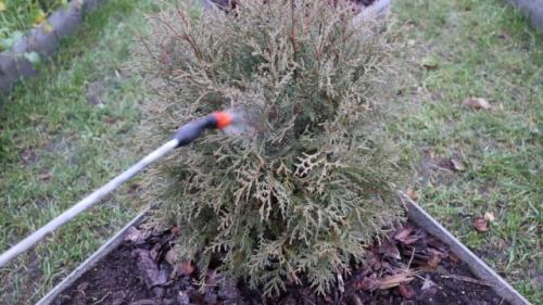 Как правильно выбрать размер туи