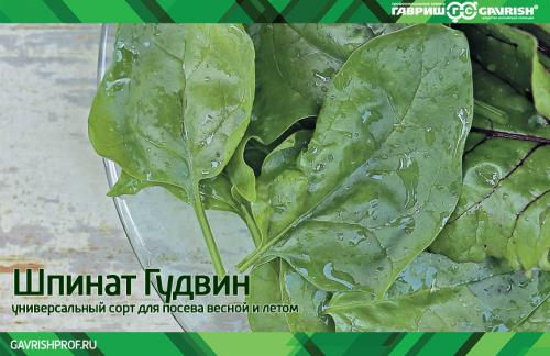 Какие вредители могут повредить шпинат и укроп в сентябре Какие вредители могут повредить шпинат и укроп в сентябре