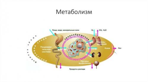 Как можно измерить свой прогресс в наборе массы