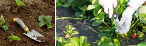 Как правильно подготовить почву для сажания и пересаживания клубниквы