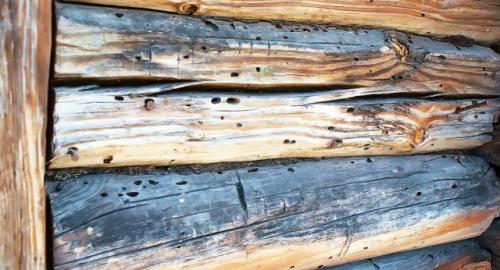 Как можно предотвратить появление короеда на фасаде дома