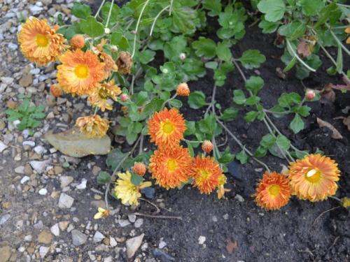 Дубки когда цветут. Хризантема корейская (Дубки) желтая