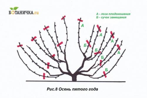 Обрезка винограда с первого года. 5-й год