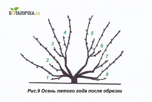 Обрезка винограда с первого года. 5-й год