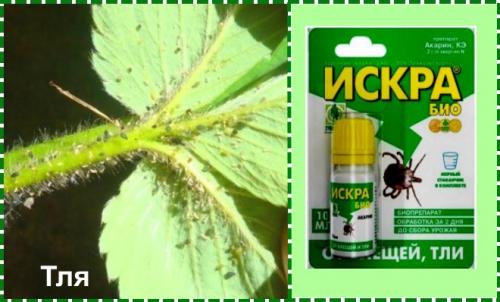 Обработка клубники осенью на зиму от болезней и вредителей