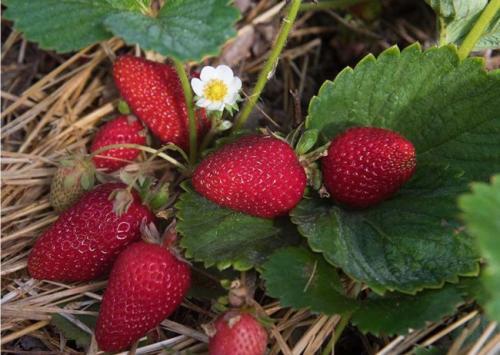 Клубника мальга в теплице. 12 лучших ремонтантных сортов клубники: подробный обзор с описаниями и фото
