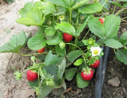 Клубника альбион в теплице. Описание сорта