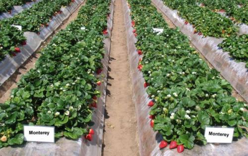 Клубника мальга в теплице. 12 лучших ремонтантных сортов клубники: подробный обзор с описаниями и фото