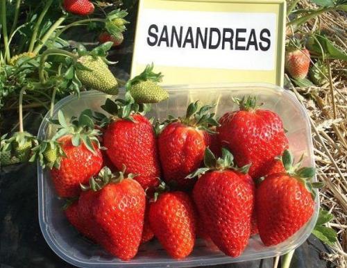 Клубника мальга в теплице. 12 лучших ремонтантных сортов клубники: подробный обзор с описаниями и фото