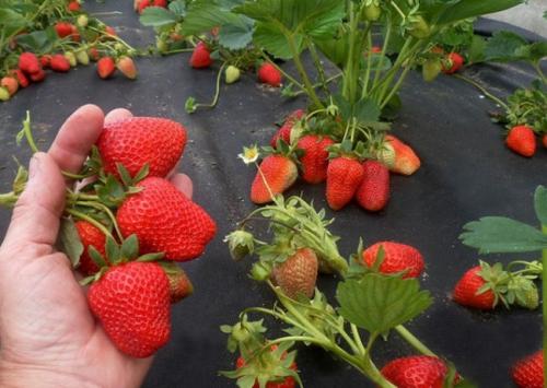 Клубника мальга в теплице. 12 лучших ремонтантных сортов клубники: подробный обзор с описаниями и фото