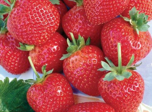 Клубника альбион в теплице. Описание сорта