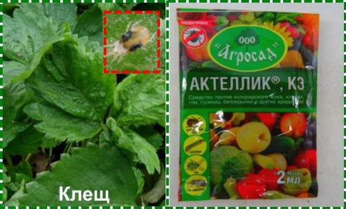 Обработка клубники осенью на зиму от болезней и вредителей