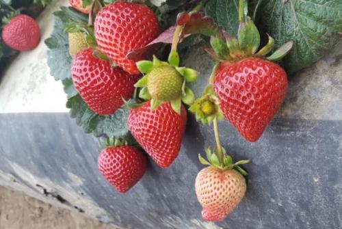 Клубника мальга в теплице. 12 лучших ремонтантных сортов клубники: подробный обзор с описаниями и фото