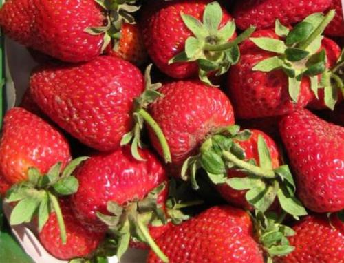 Клубника альбион в теплице. Описание сорта