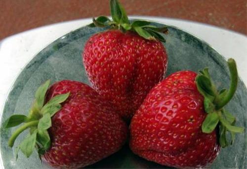 Клубника альбион в теплице. Описание сорта