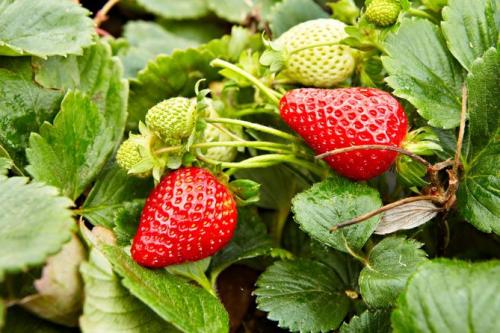 Клубника альбион в теплице. Описание сорта