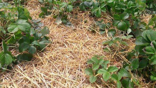 Как обрезать клубнику в июле после плодоношения и сбора ягод. Правила обрезки клубники после плодоношения и последующий уход