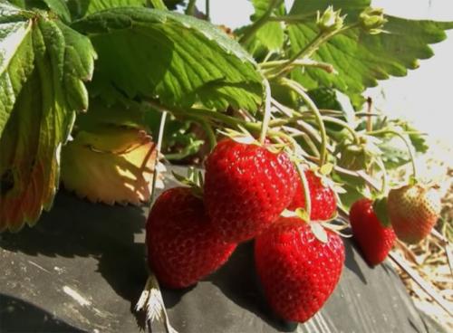 Клубника альбион в теплице. Описание сорта