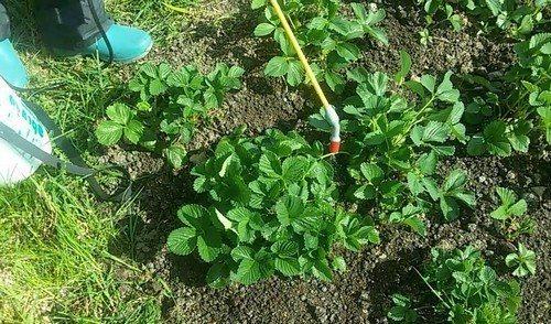 Как обрезать клубнику в июле после плодоношения и сбора ягод. Правила обрезки клубники после плодоношения и последующий уход