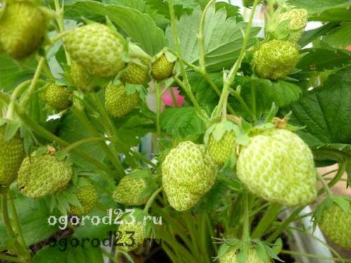 Световой день для клубники. Клубника нейтрального светового дня — посадка