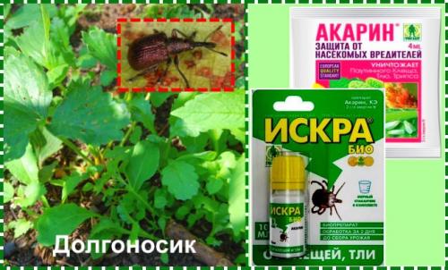 Обработка клубники осенью на зиму от болезней и вредителей